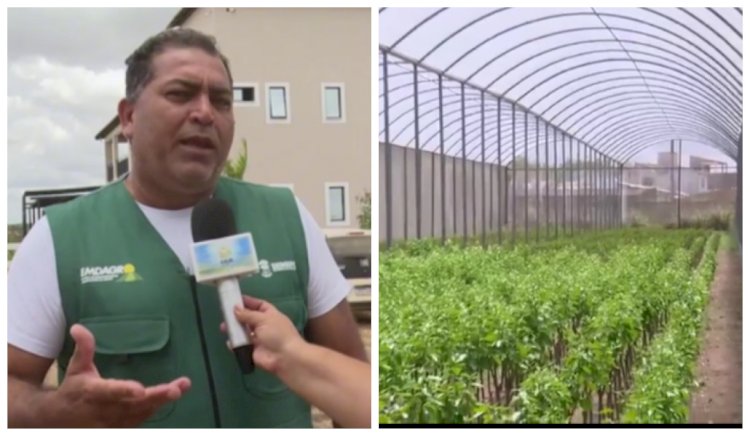Por meio da Emdagro, governo inicia entrega de borbulhas para impulsionar citricultura